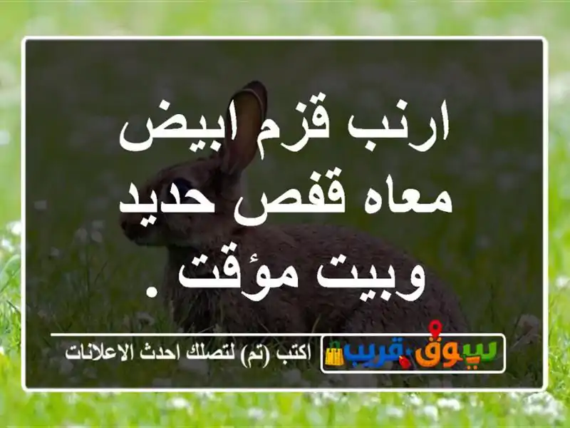 ارنب قزم ابيض معاه قفص حديد وبيت مؤقت .