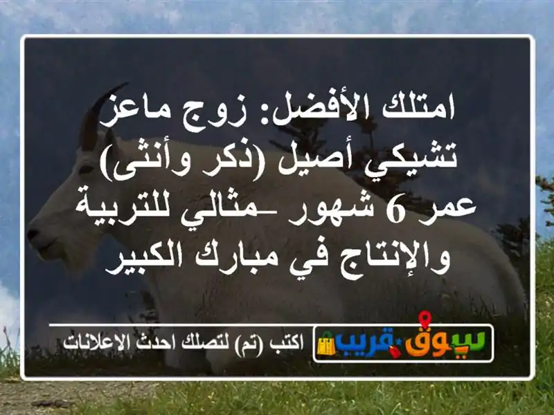 امتلك الأفضل: زوج ماعز تشيكي أصيل (ذكر وأنثى) عمر 6...