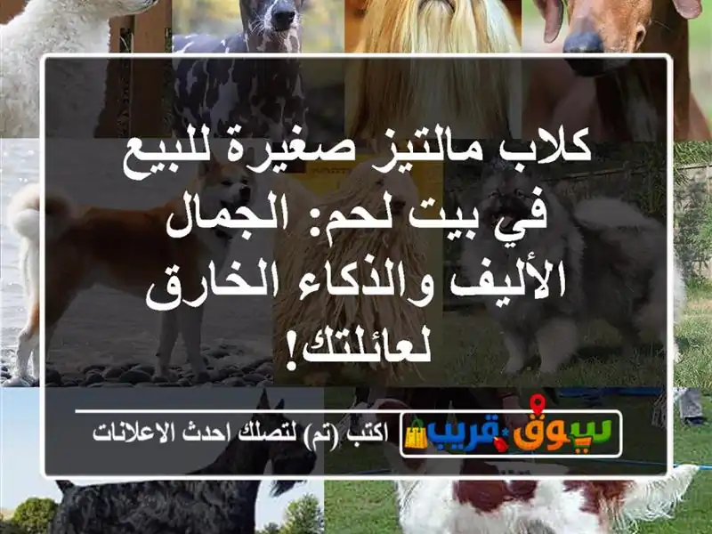 كلاب مالتيز صغيرة للبيع في بيت لحم: الجمال...