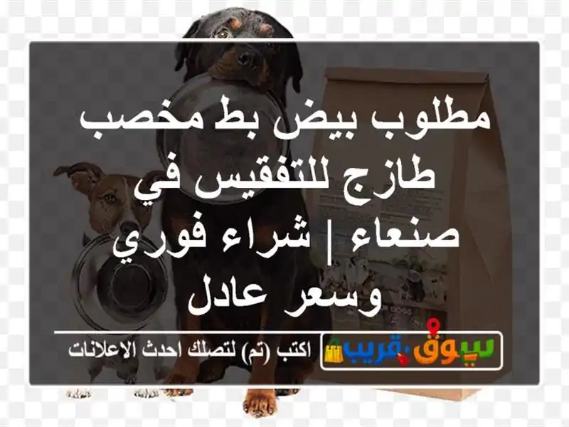 مطلوب بيض بط مخصب طازج للتفقيس في صنعاء | شراء...