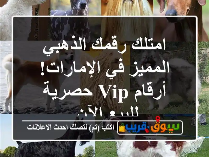 امتلك رقمك الذهبي المميز في الإمارات! أرقام VIP...