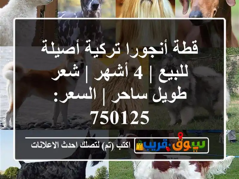 قطة أنجورا تركية أصيلة للبيع | 4 أشهر | شعر طويل ساحر...