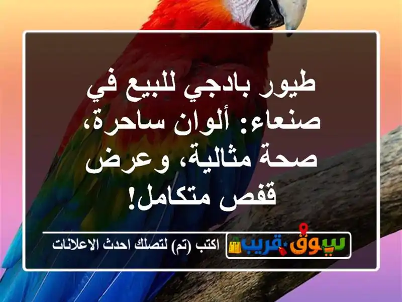 طيور بادجي للبيع في صنعاء: ألوان ساحرة، صحة...