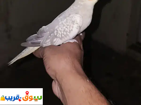 أنثى ببغاء كوكتيل لؤلؤي أليفة ومنتجة للبيع في مسقط...