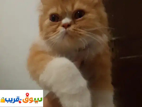 فرصة ذهبية: تبني قطة بيرشن أصيلة وهادئة | رفيقة...