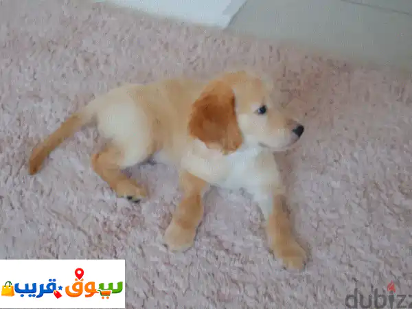 للبيع: جرو جولدن ريتريفر أنثى أصيل - 5 أشهر،...