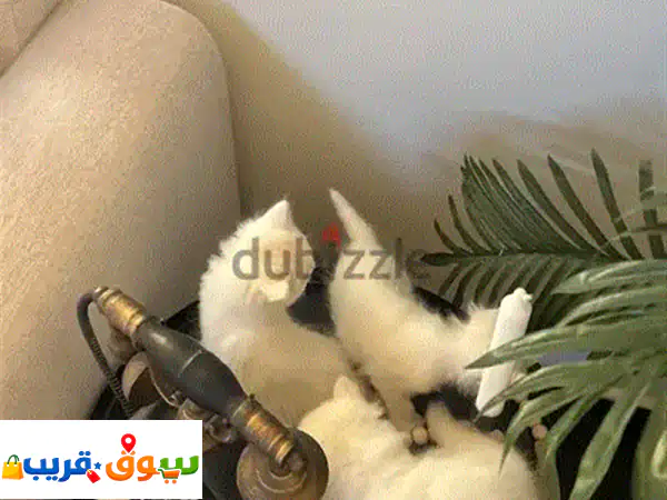 أجمل قطط شيرازية إناث للبيع | صحة ممتازة وجمال لا يقاوم
