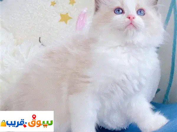 تبني قطط راغدول مجاناً: زوج جميل ومحب بانتظارك! 🏡