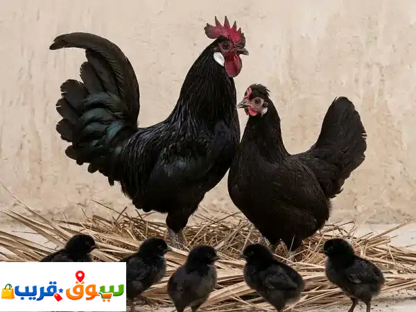 فرصة ذهبية: دجاج حساوي أسود بيور (زوج + 5 فروخ) للبيع...