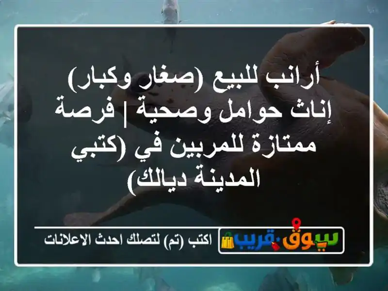 أرانب للبيع (صغار وكبار) - إناث حوامل وصحية |...