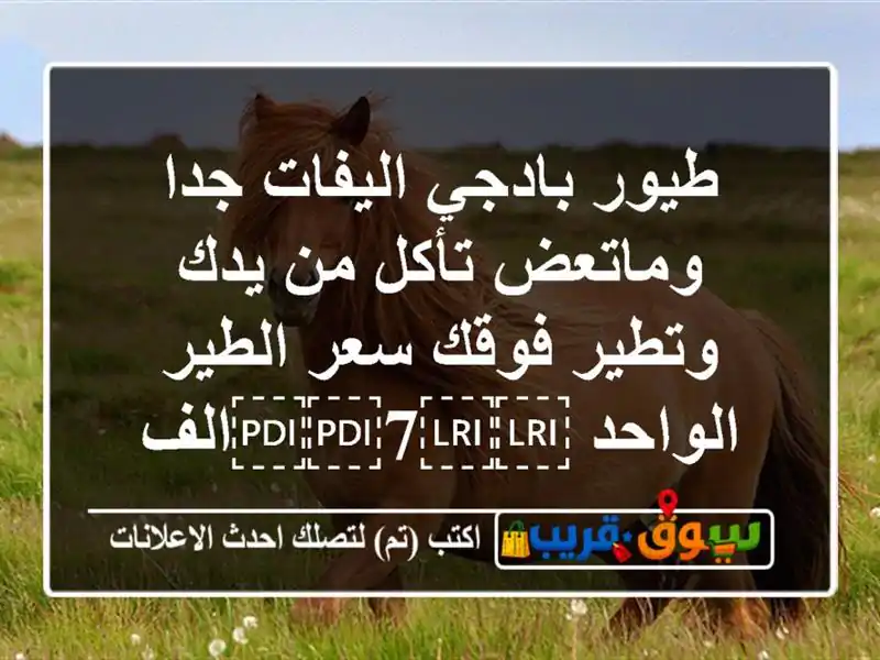 طيور بادجي اليفات جدا وماتعض تأكل من يدك وتطير...