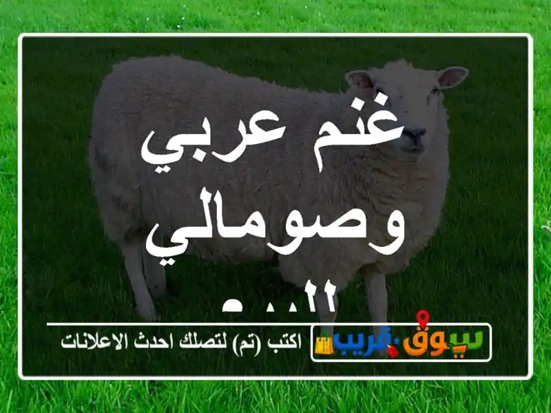 غنم عربي وصومالي للبيع