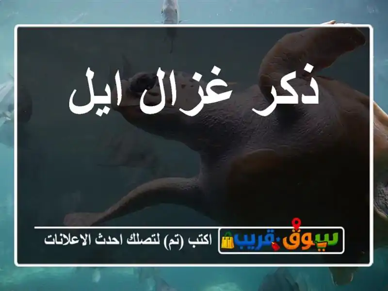 ذكر غزال ايل