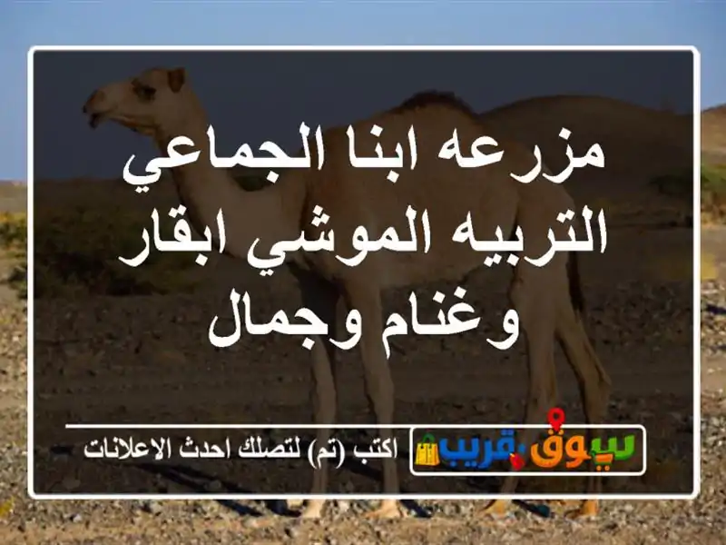 مزرعه ابنا الجماعي التربيه الموشي ابقار وغنام وجمال