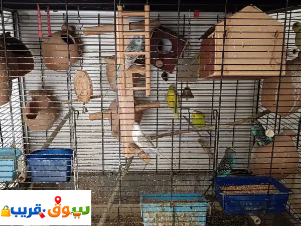 ببغاء الدرة للبيع: رفاق أليفون بألوان زاهية وعدد...