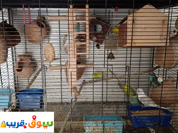 ببغاء الدرة للبيع: رفاق أليفون بألوان زاهية وعدد محدود بانتظارك!