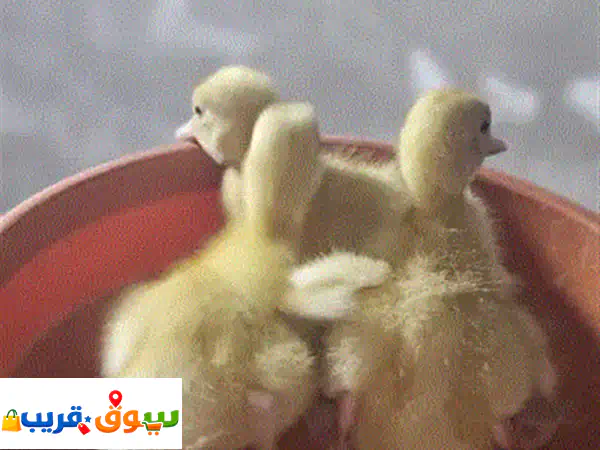 متوفر صيصان بط بكيني فرنسي أحجام بيور