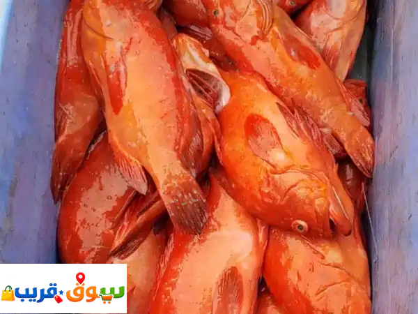 براد جميع أنواع أسماك استيراد كامل للبيع  الدفع...