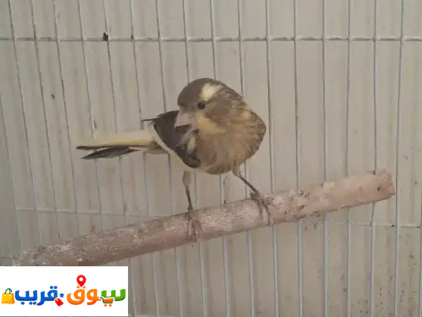 فرصة مميزة: ذكر كناري مغرد للبيع أو تبديل بفرخ + 2...