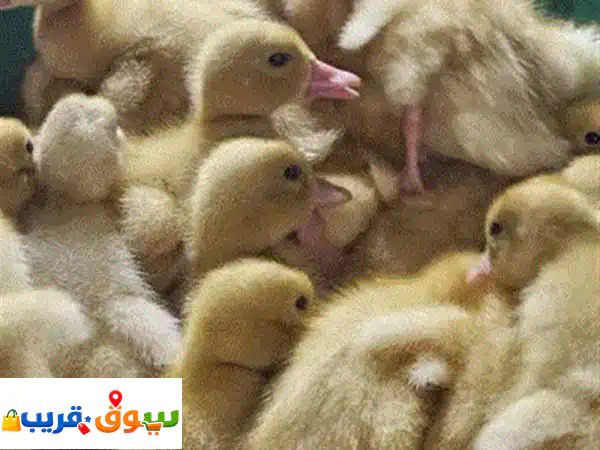 متوفر صيصان بط بكيني فرنسي أحجام بيور