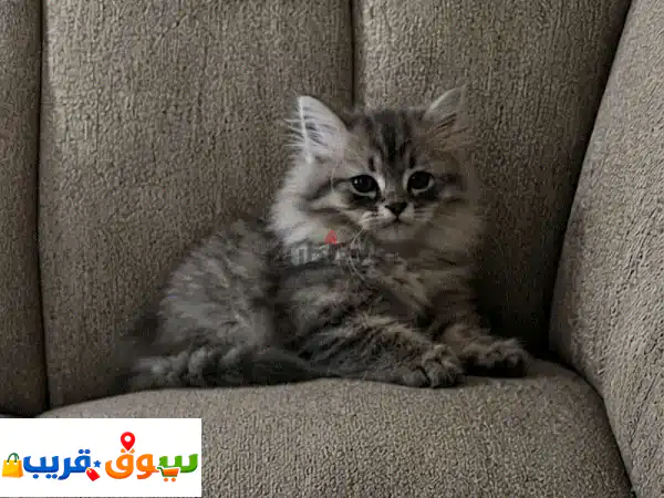 كتن صغيير