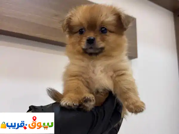 جرو بوميرانيان للبيع: جمال آسر بوجه دبّ | مطعّم...