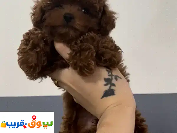 Teacup Poodles for Sale