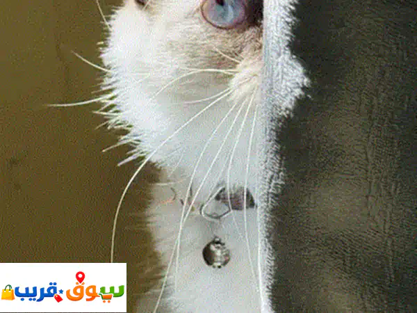 للبيع قطه ٢ الام و بنتها للبيع 50