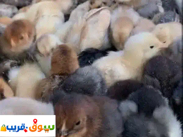 صيصان دجاج عماني