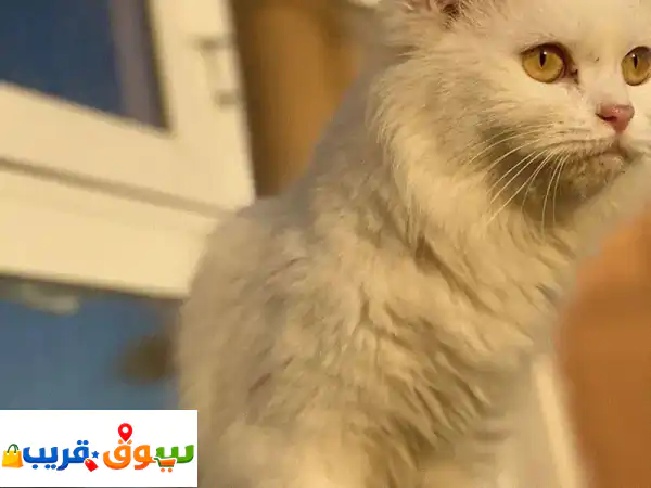 للبيع قطه ٢ الام و بنتها للبيع 50