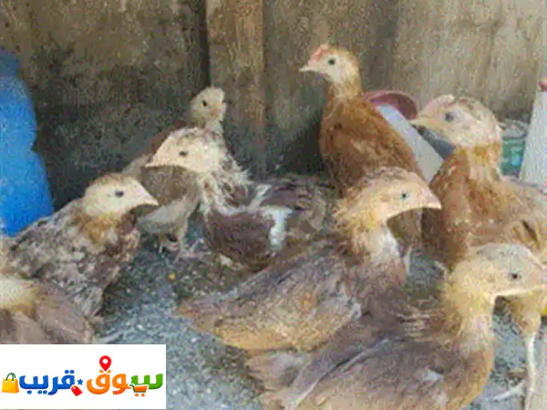 صيصان رود ايلاند عمر شهر الصوص