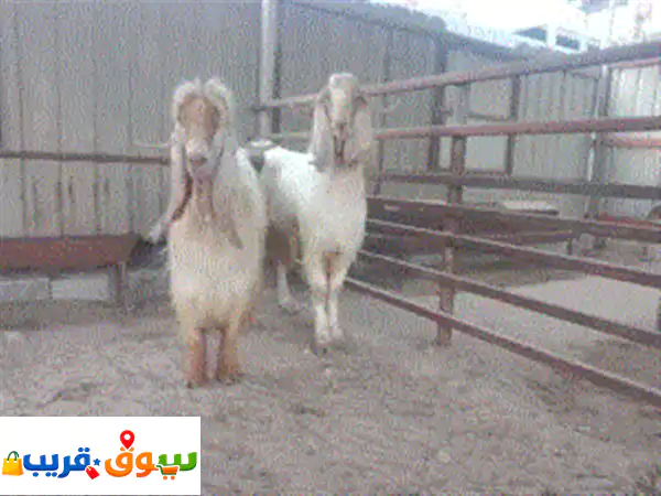 محمود اوهاج