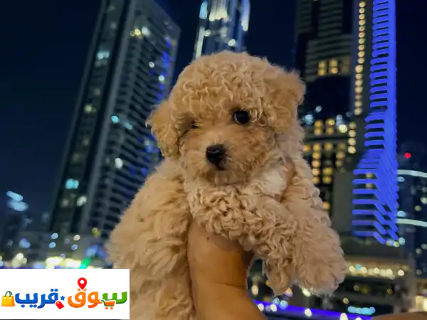 جرو مالتيبو