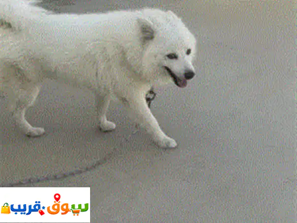 بومارينيان شبيتس ابيضّ شعر كثيف
