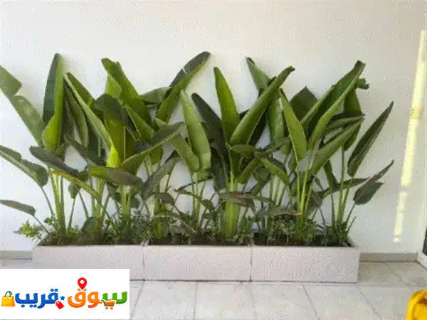 اعلان عن الأشجار مزارع النخيل وتقطيع الأشجار...