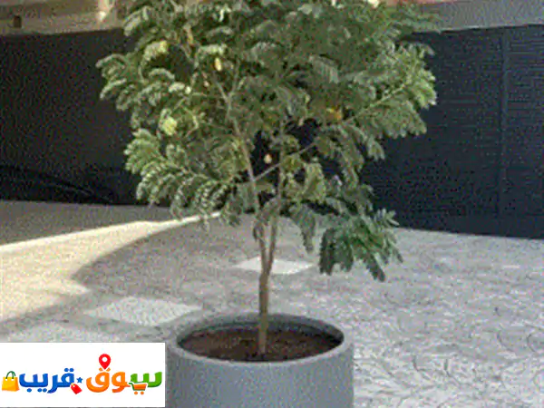 اعلان عن الأشجار مزارع النخيل وتقطيع الأشجار الكبيرة وتوظيف جميع الأشجار والزراعة كل ما يخص زراعة ...