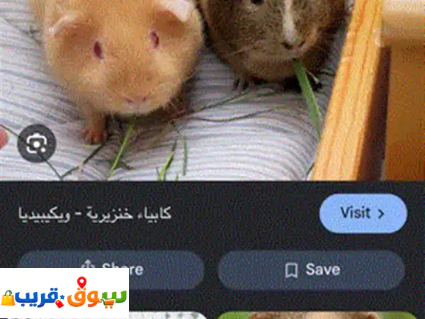 مطلوب قوارض شانشيلا او قيني بيق شرط الافه