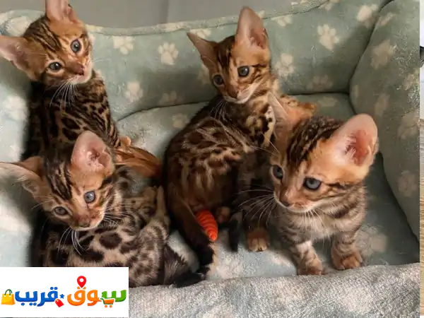 قطط البنغال الأصيلة للبيع بالشارقة | جمال...