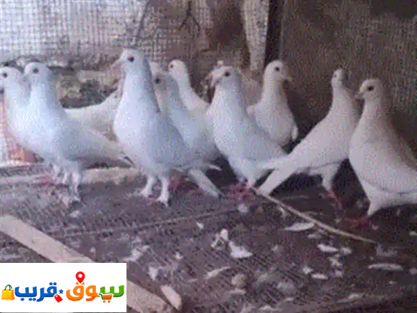 فرصة ذهبية لمحبي الحمام في جنين! 26 جوز حمام مشكل...