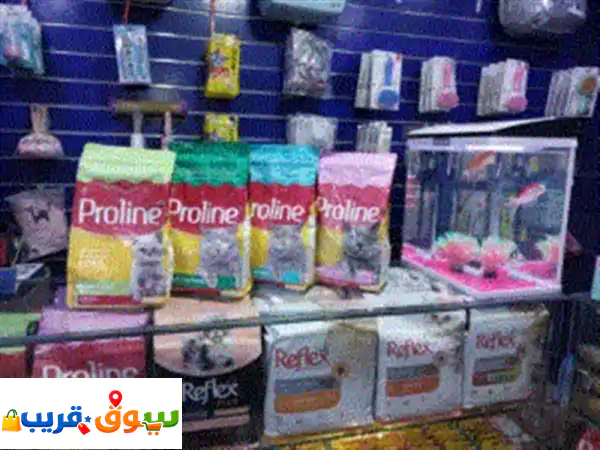 كل أنواع اكل القطط