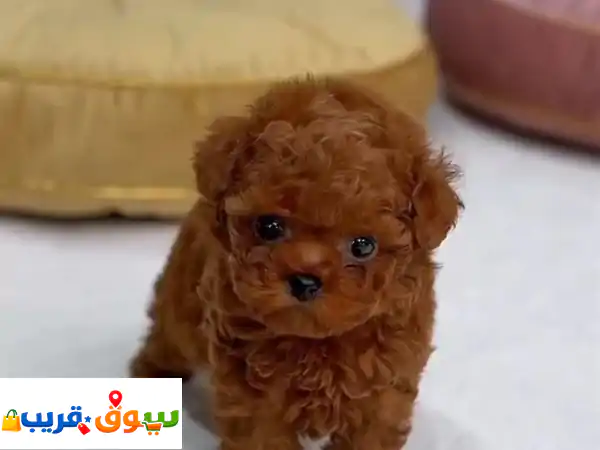 يتوفر بودل بوبيز
