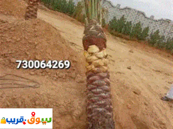 لجميع أعمال النخل زراعه او عمل وكذالك لبيع...