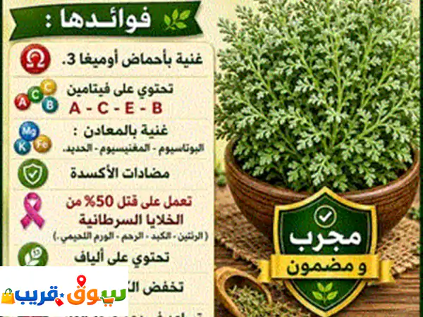 عشبة البربرين المعجزة