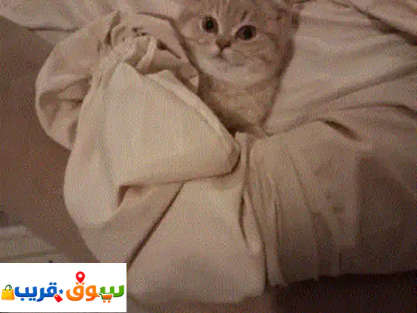 يوجد عدد 2 قطط للبيع العمر 3 أشهر ذكر وأنثي البيج...