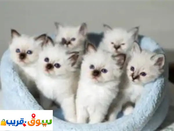 قطط سيامية أنيقة للبيع
