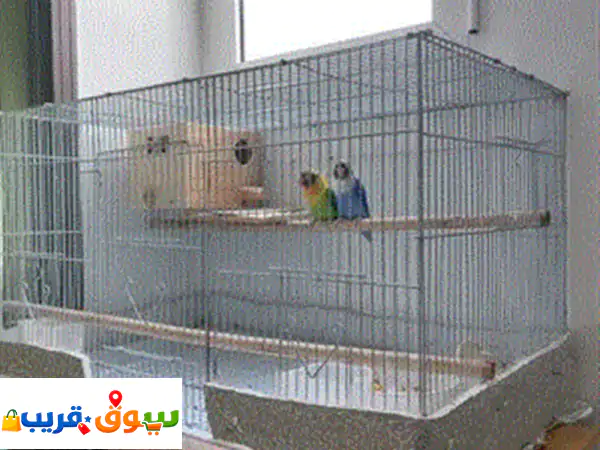زوج طيور الفيشر