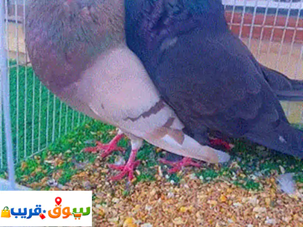 : سلالة إسبانية من منطقة قادس ( ⁦⁦C⁩⁩á⁦⁦diz⁩⁩...