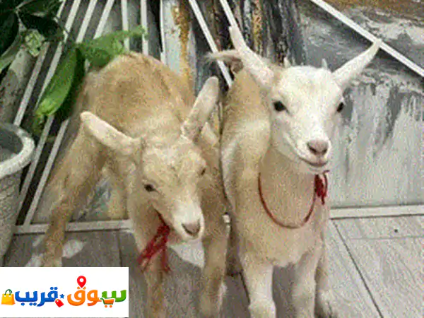 البيع للاثنين بـ ⁦⁦120⁩⁩