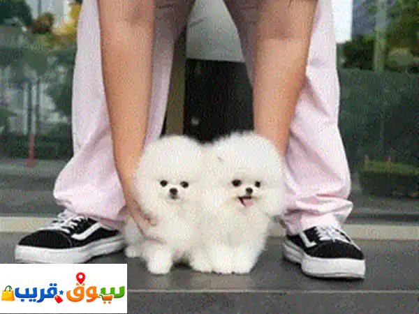 Pomeranian pupies for Adoption, whatsapp +971. 56.925.0189