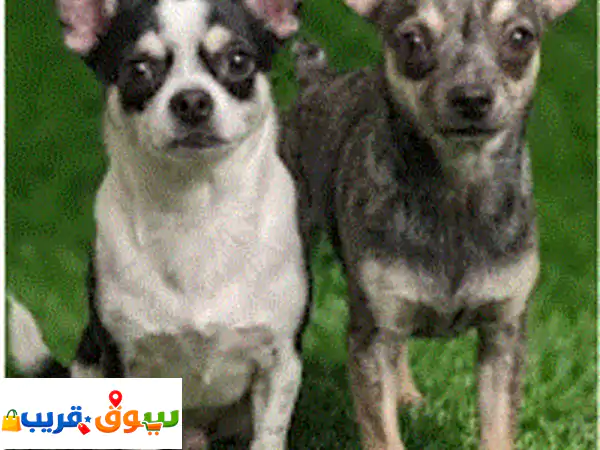 2 young adults male Chihuahua